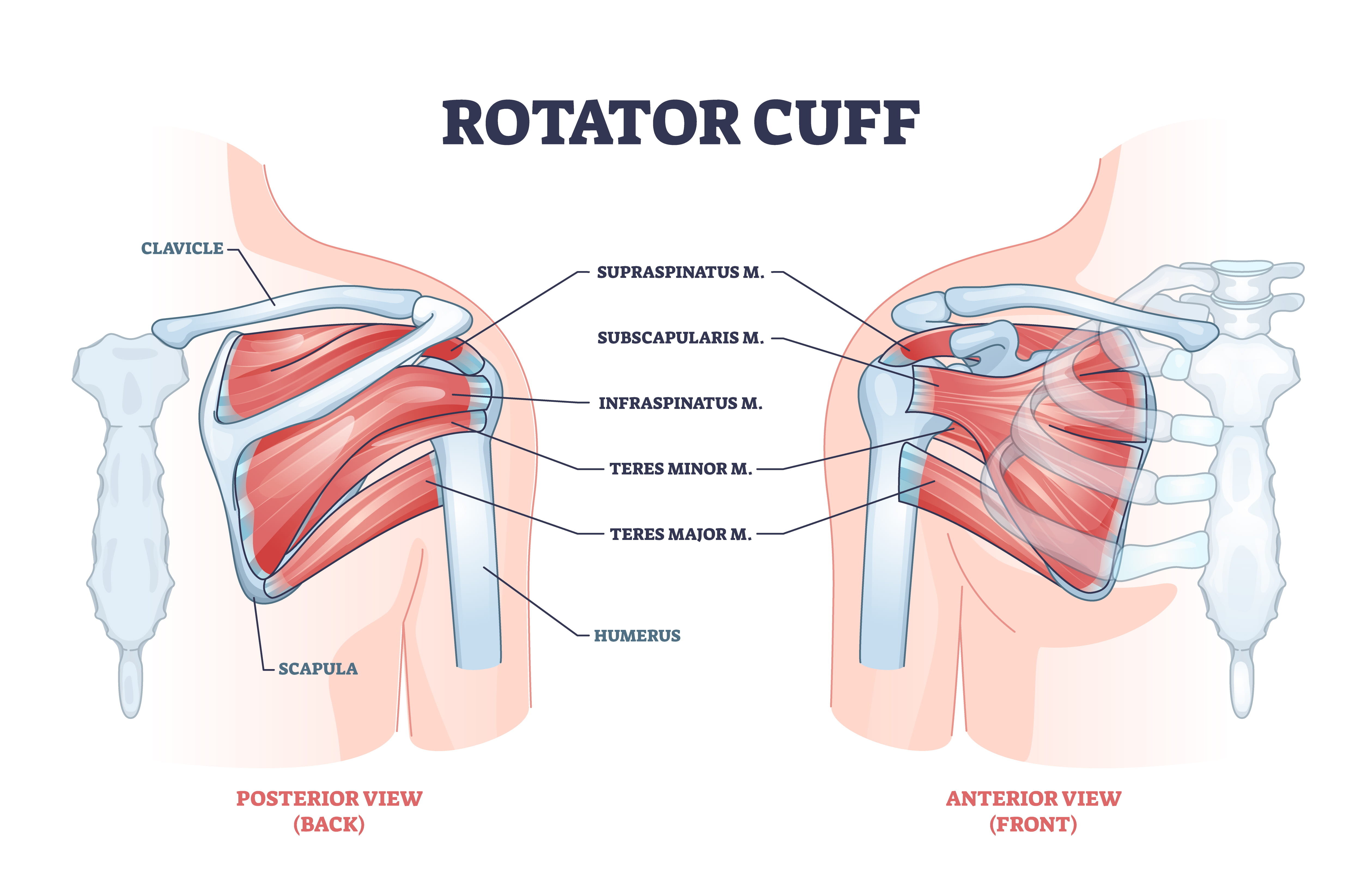 rotator cuff diagram